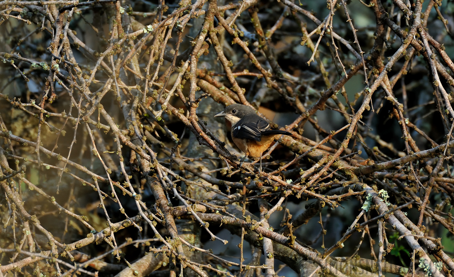 Laniarius ferrugineus transvaalensis [550 mm, 1/320 sec at f / 6.3, ISO 2500]